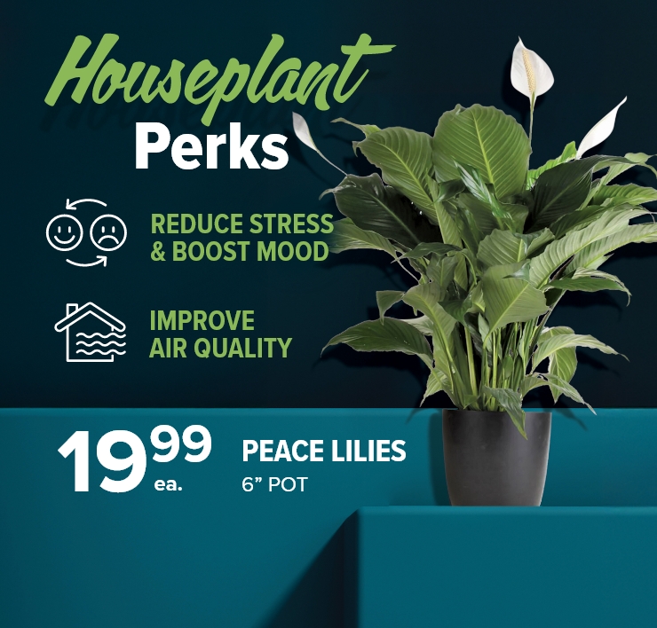 Houseplant Perks. Reduce Stress & Boost Mood. Improve Air Quality. Peace Lilies 6in Pot.