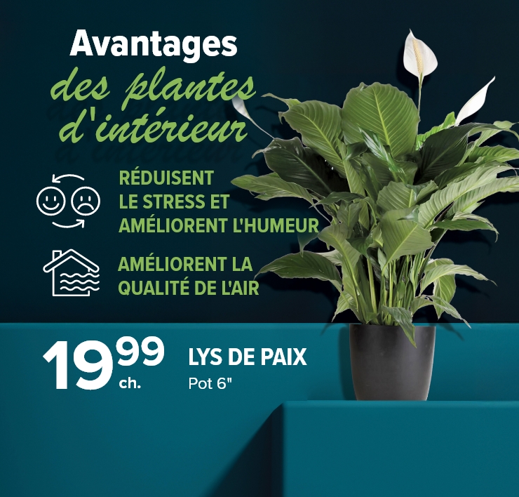 Avantages des plantes d'intérieur. Réduisent le stress et améliorent l'humeur. Améliorent la qualité de l'air. Lys de Paix. Pot 6 po.