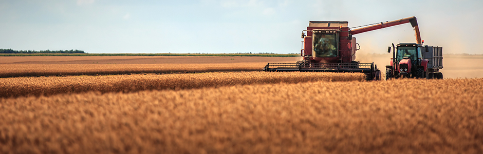 Harvest Field